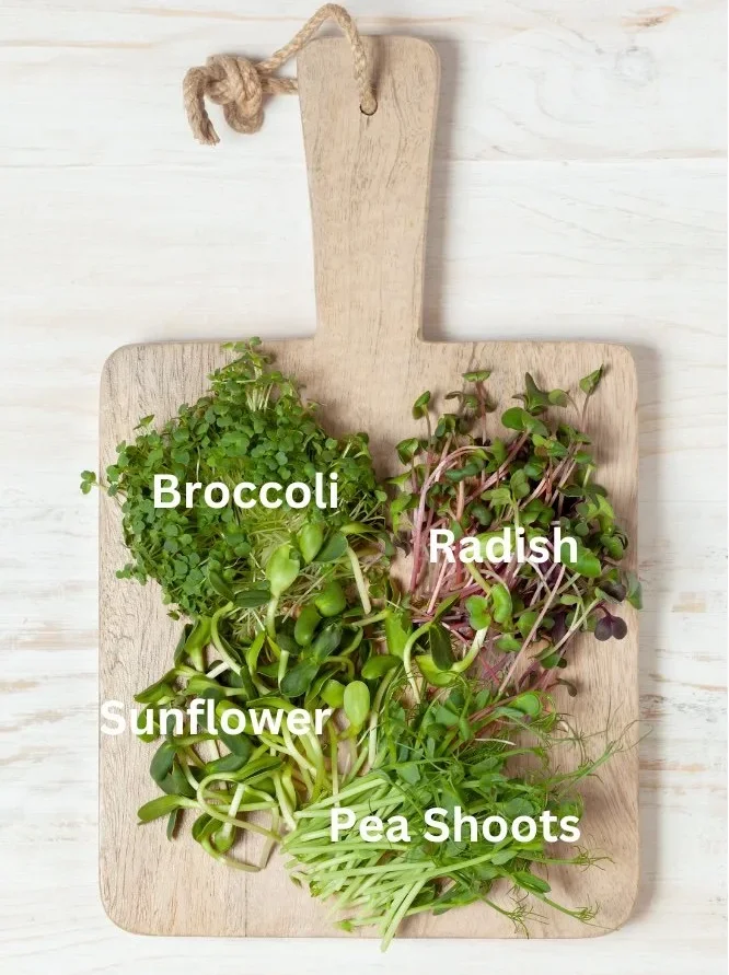 Broccoli,+radish,+sunflower+and+pea+micros