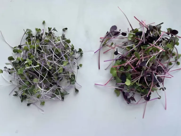 benefit of microgreens mix